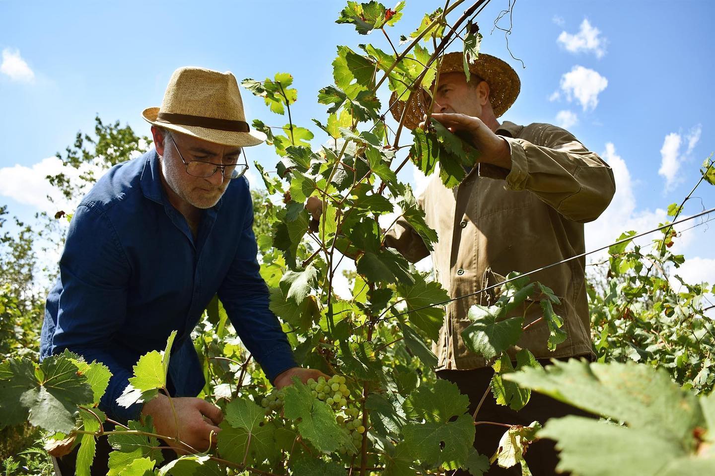 Winemakers checking grapes in the vineyard